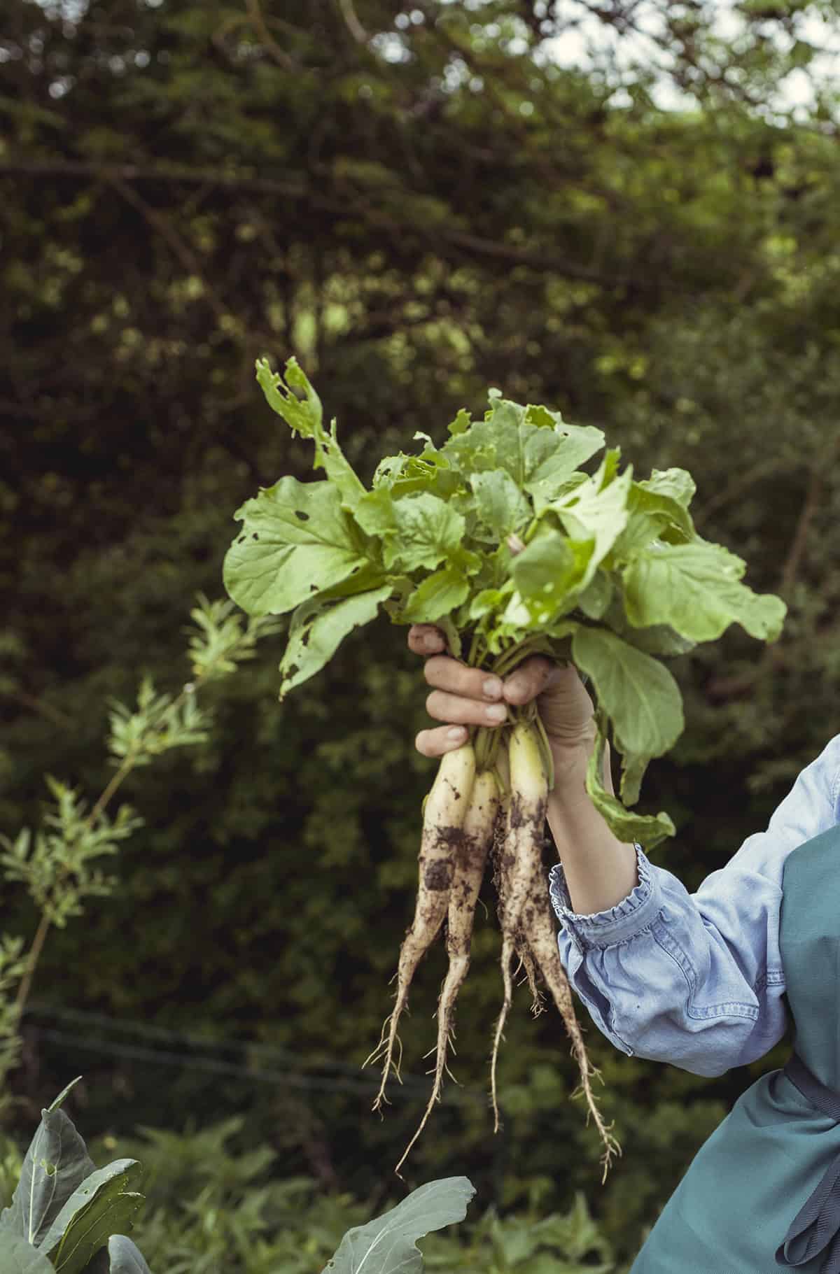 Harvest Horseradish