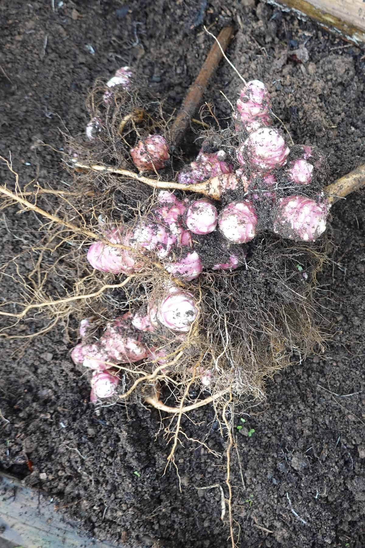 Harvest Jerusalem artichoke (sunchoke)