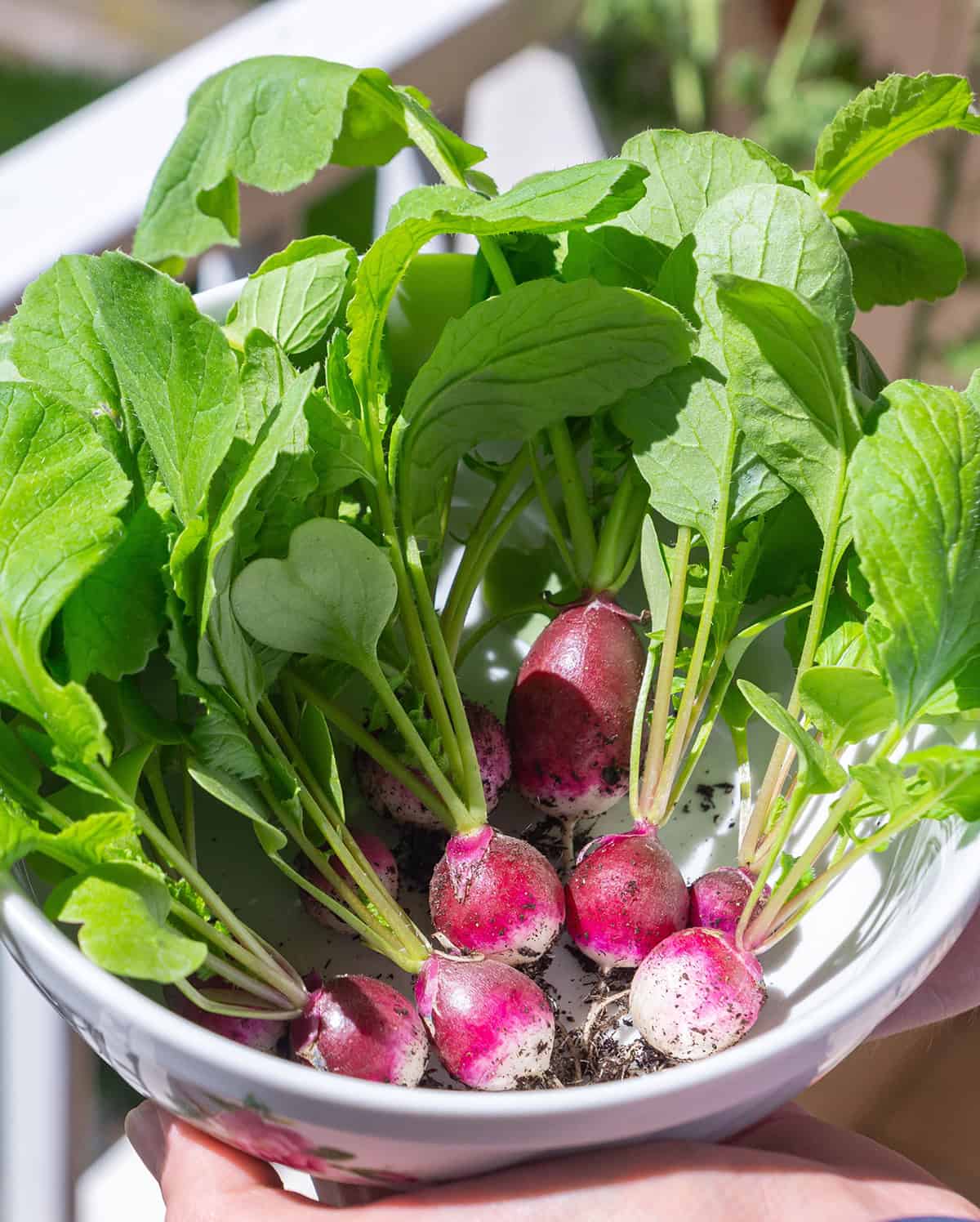 Harvest Radishes in Containers