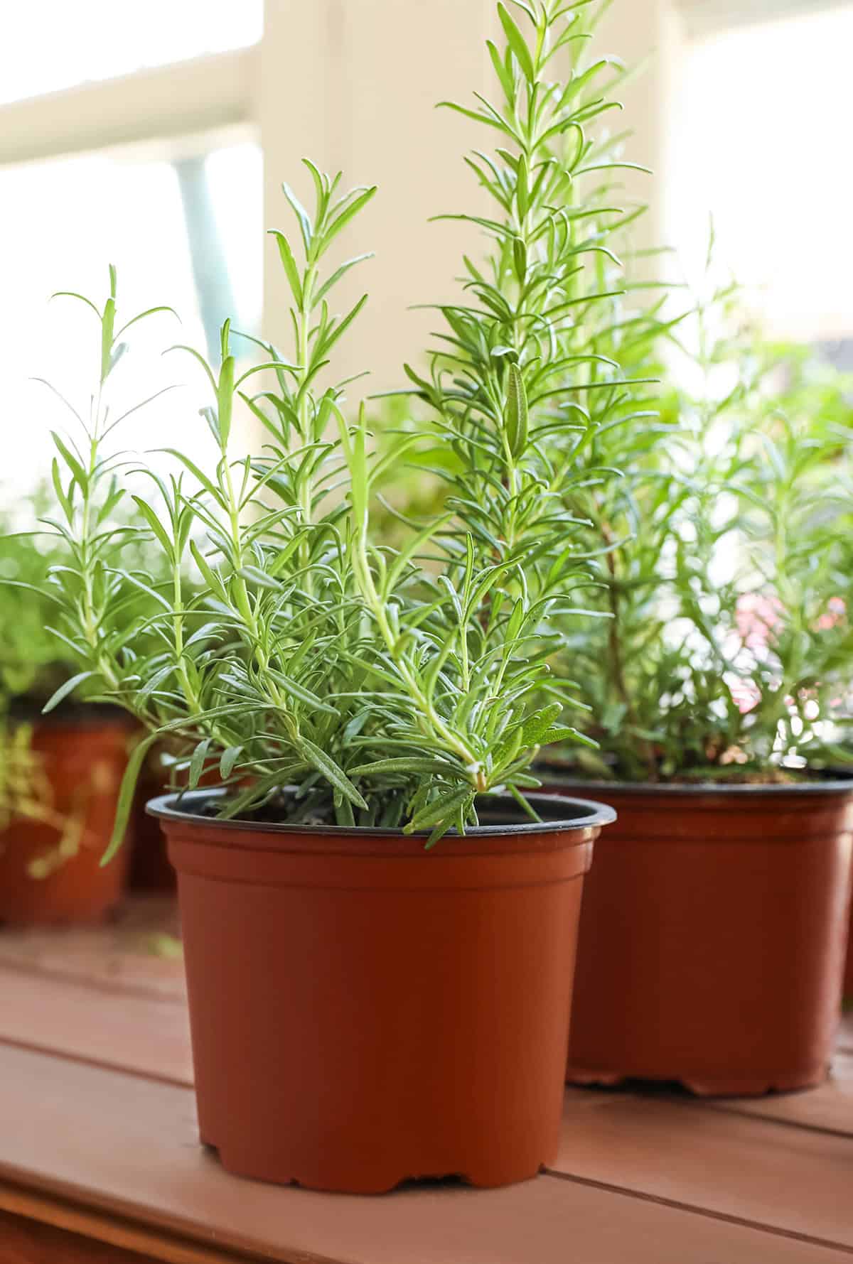 Harvest Rosemary_1