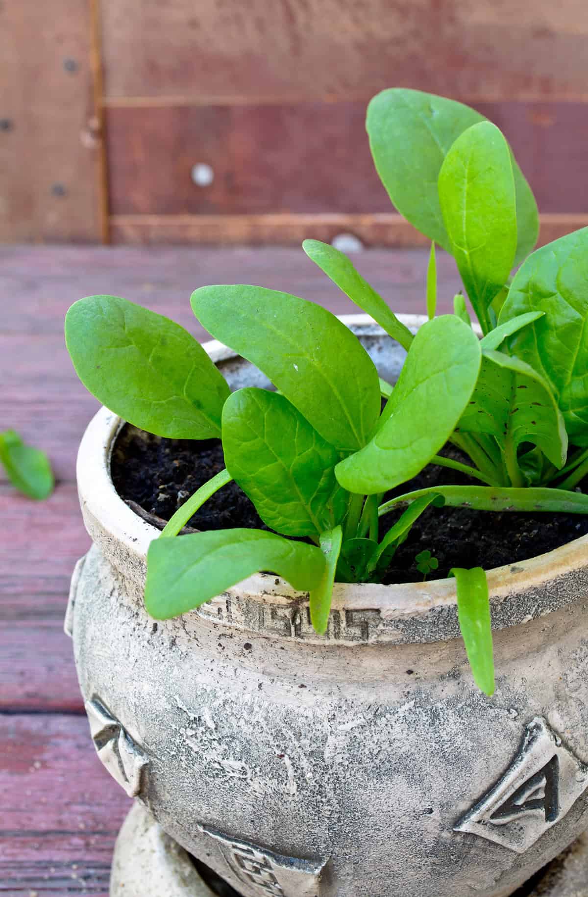 Harvest Spinach
