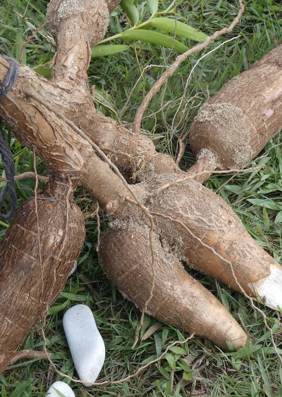 Harvesting Yam