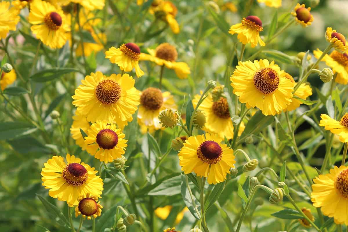 Helenium (Sneezeweed)