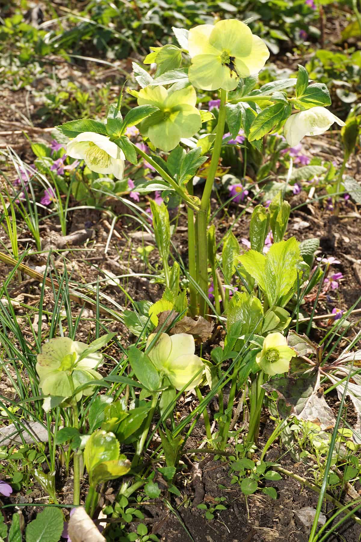 Hellebore