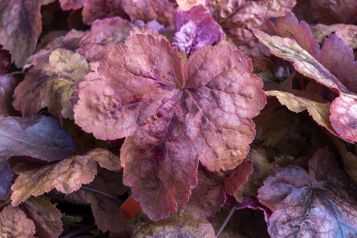 Heucherella