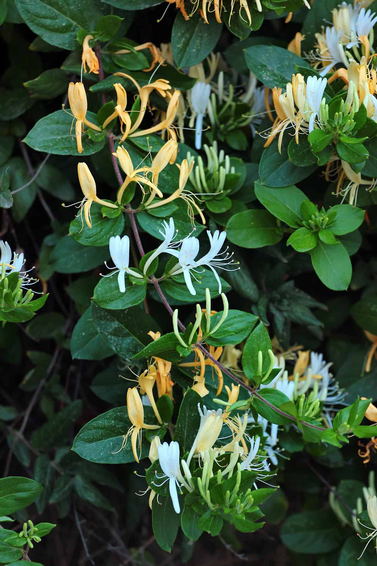 Honeysuckle