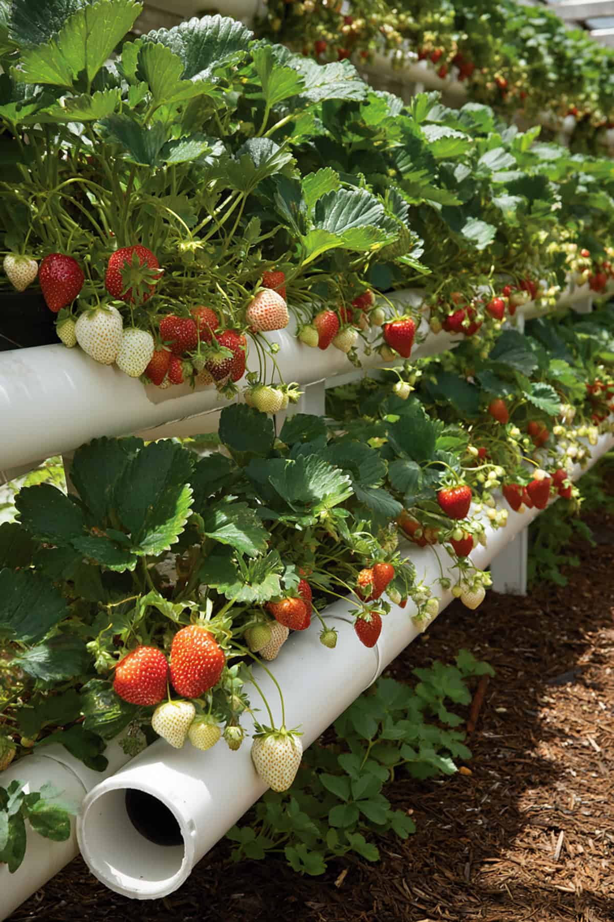 Horizontal PVC Pipe Strawberry Bed