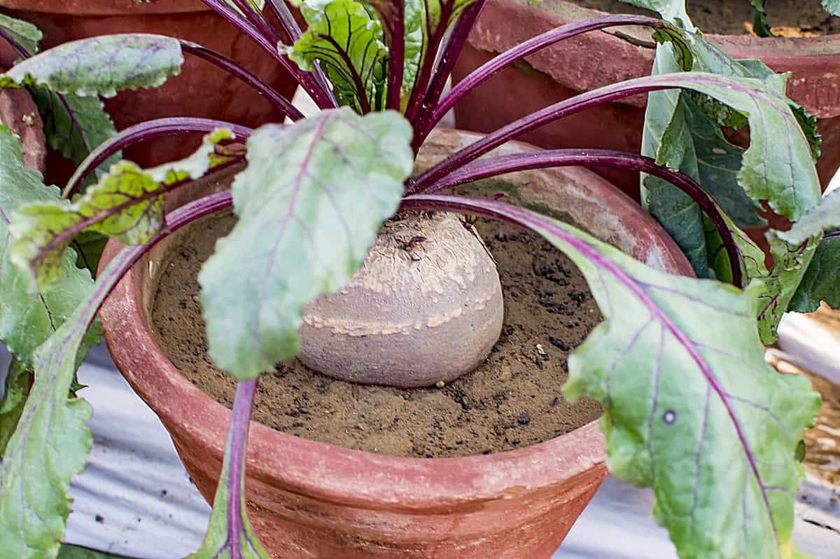 How To Grow Beets In Containers
