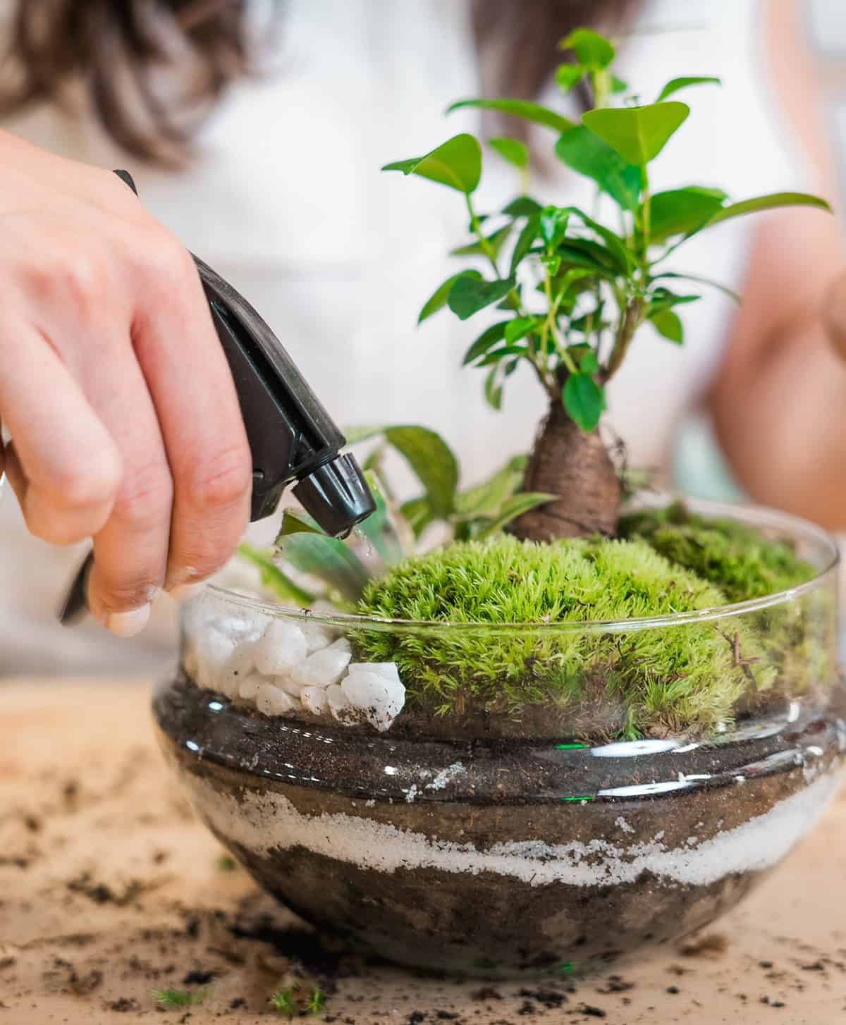 How To Keep Moss Alive After Planting
