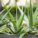 How to Grow Aloe Vera Plants Fast
