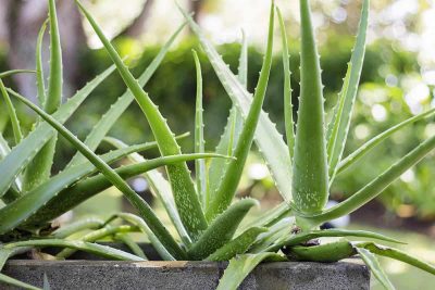 How to Grow Aloe Vera Plants Fast