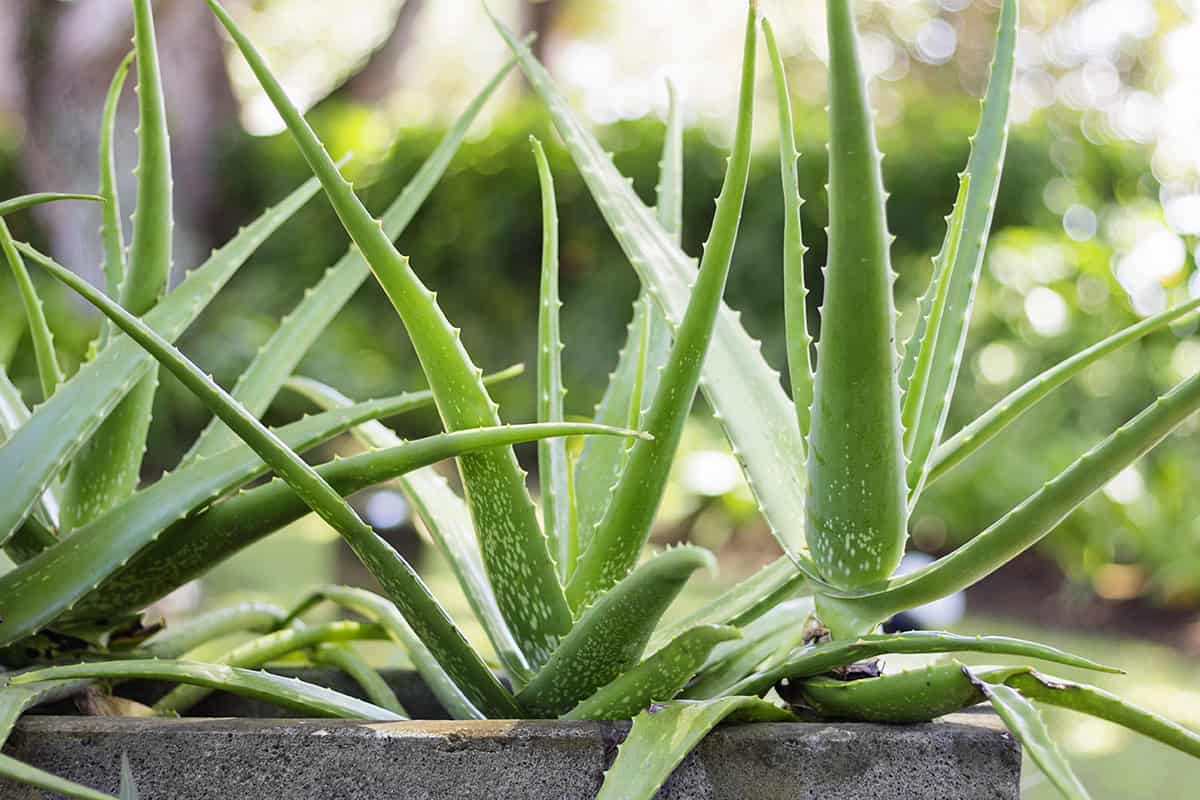 How to Grow Aloe Vera Plants Fast