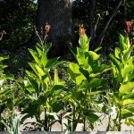 How to Grow Arrowroot