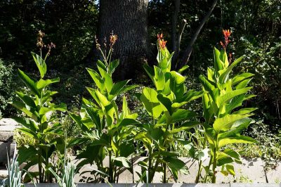 How to Grow Arrowroot