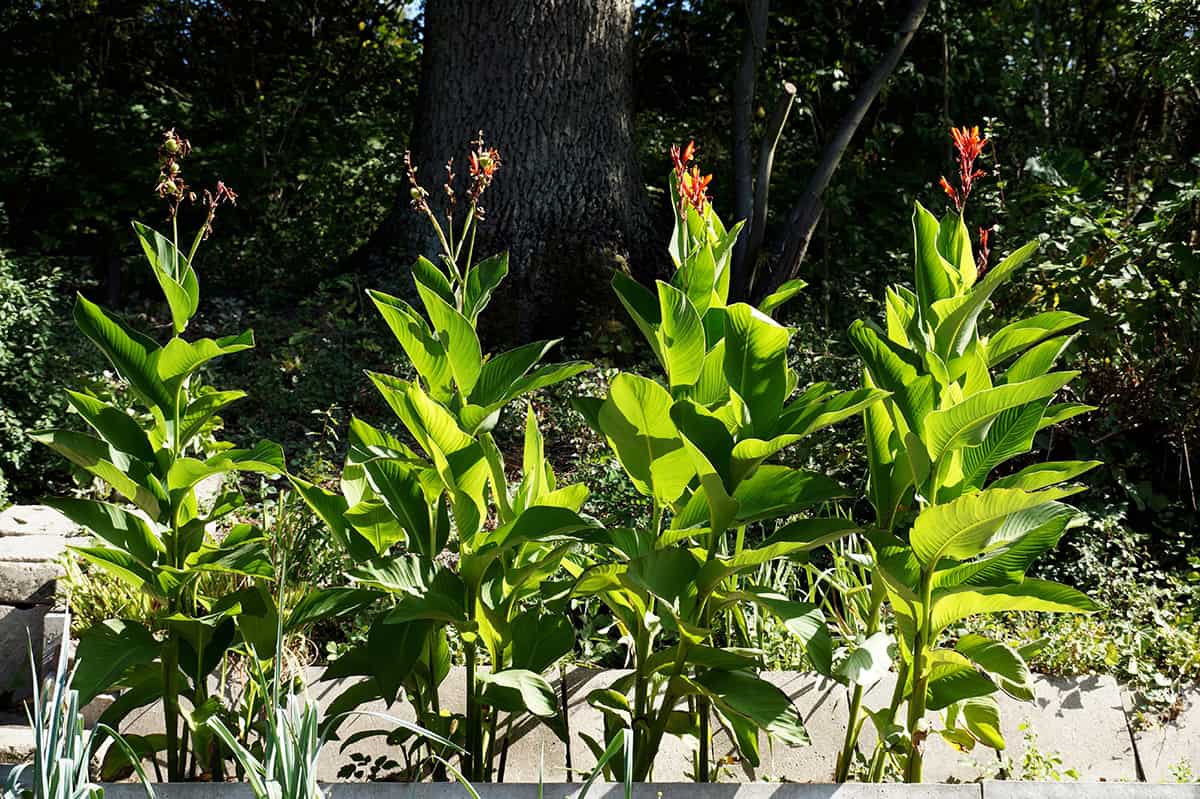 How to Grow Arrowroot