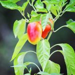 How to Grow Bell Pepper Indoors