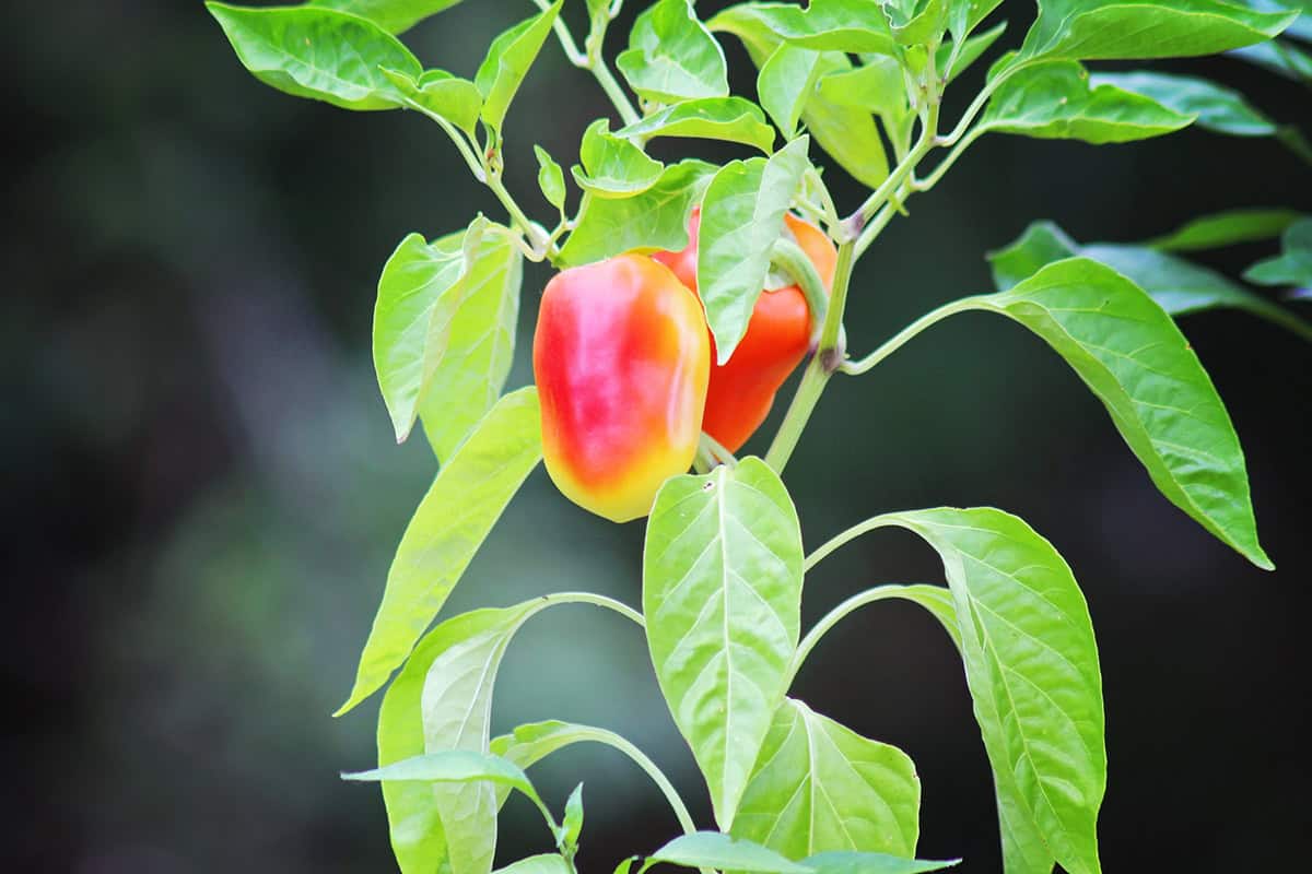 How to Grow Bell Pepper Indoors
