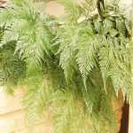 How to Grow & Care for Rabbit’s Foot Fern