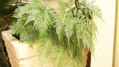 How to Grow & Care for Rabbit’s Foot Fern