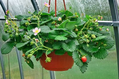 How to Grow & Care for Strawberries Indoors