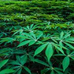 How to Grow Cassava (yuca)
