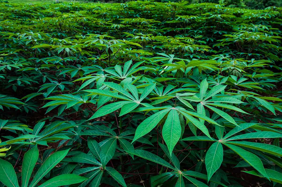 How to Grow Cassava (yuca)
