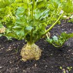 How to Grow Celeriac (celery root) At Home