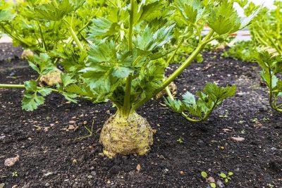 How to Grow Celeriac (celery root) At Home
