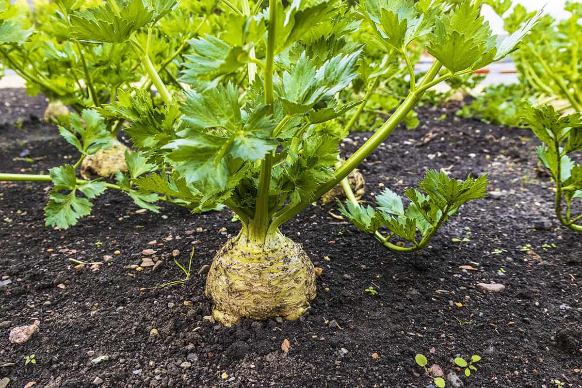 How to Grow Celeriac (celery root) At Home