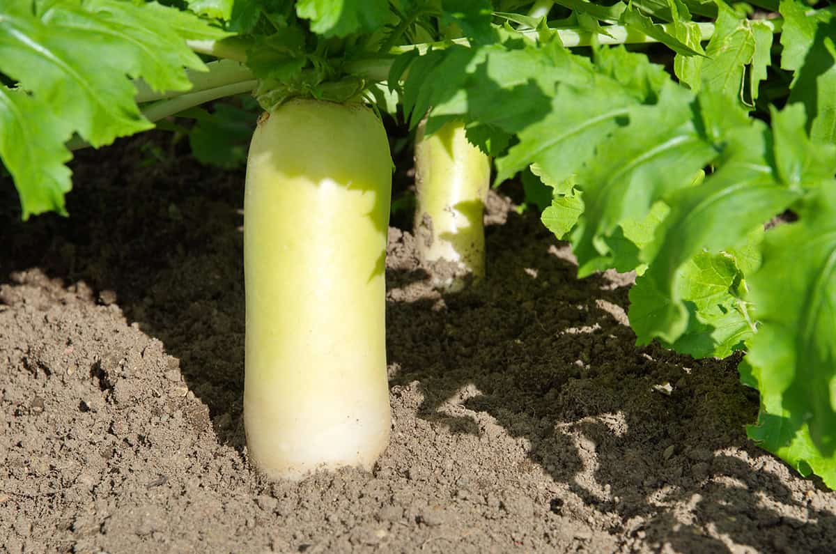 How to Grow Daikon radish At Home