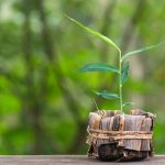 How to Grow Ginger Indoors