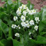 How to Grow Horseradish At Home