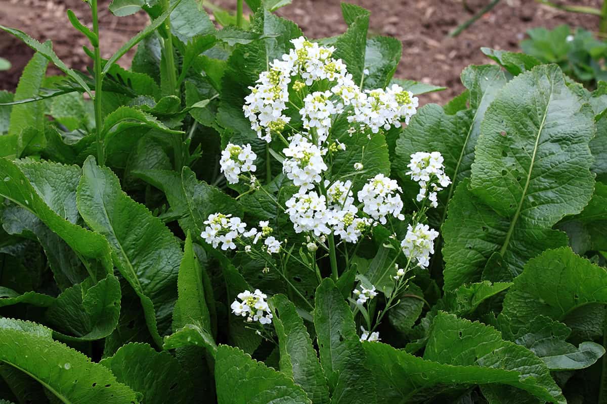How to Grow Horseradish At Home