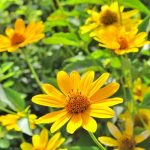 How to Grow Jerusalem artichoke (sunchoke) At Home