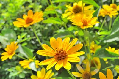 How to Grow Jerusalem artichoke (sunchoke) At Home