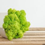 How to Grow Moss On Anything