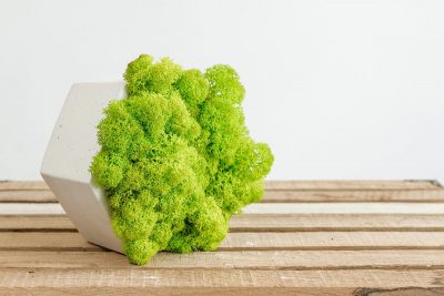 How to Grow Moss On Anything