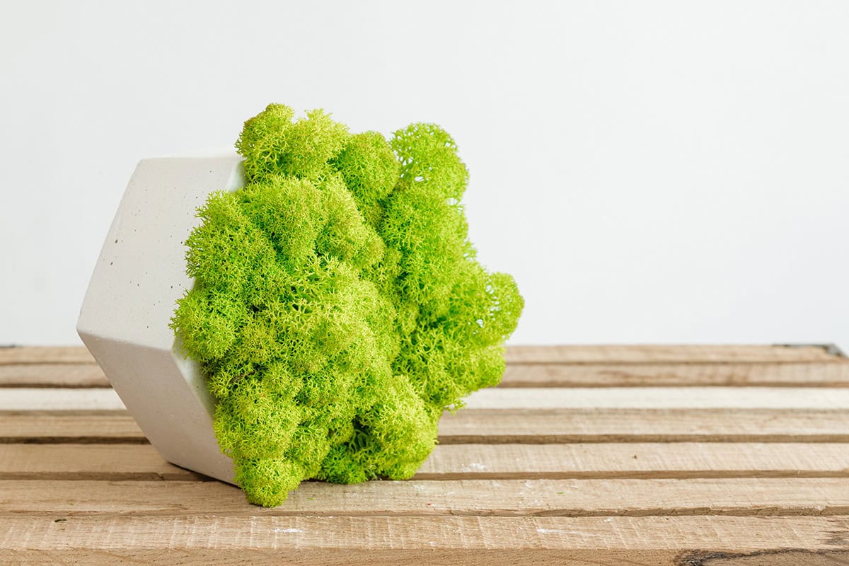 How to Grow Moss On Anything