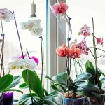 How to Grow Orchid Indoors