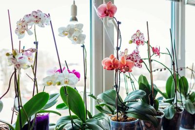 How to Grow Orchid Indoors