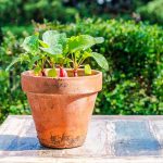 How to Grow Radishes in Containers