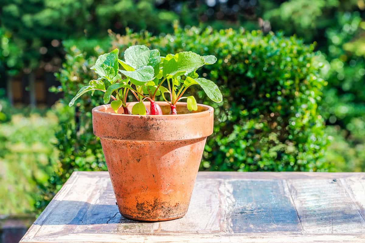 How to Grow Radishes in Containers