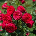 How to Grow Roses From Cuttings