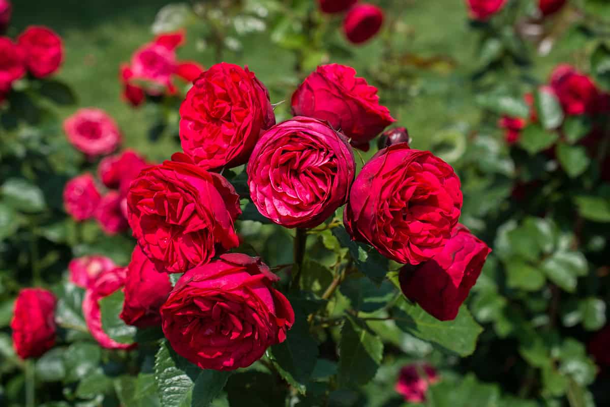 How to Grow Roses From Cuttings