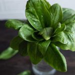 How to Grow Spinach Indoors