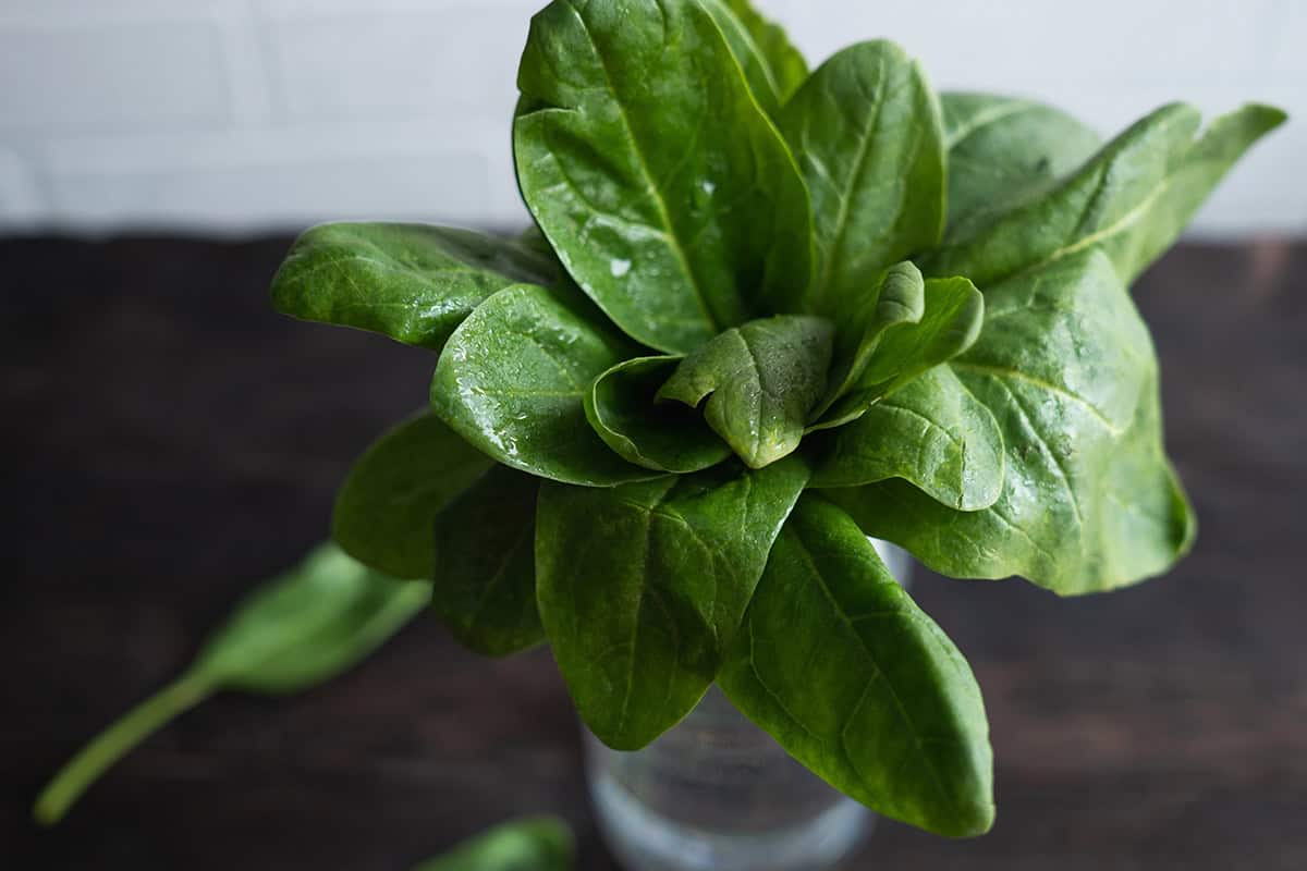 How to Grow Spinach Indoors
