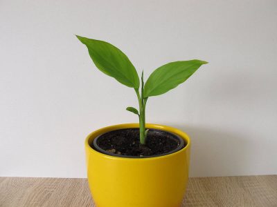 How to Grow Turmeric Indoors