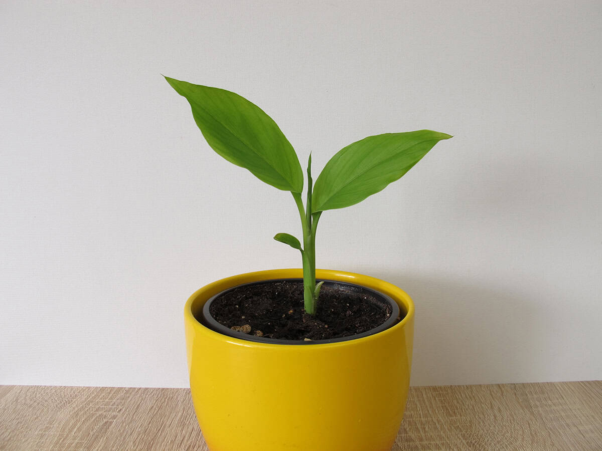 How to Grow Turmeric Indoors