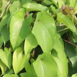 How to Grow Yam At Home