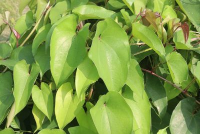 How to Grow Yam At Home